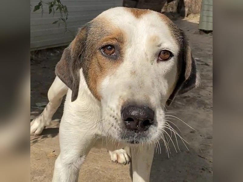 Alaska - ruhiges, verträgliches Hundemädchen