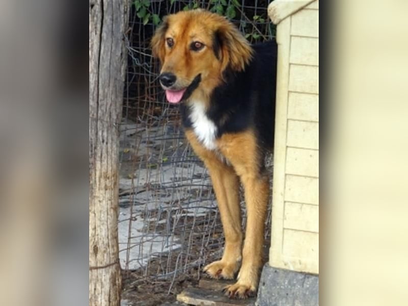 Foureira - bezauberndes Hundemädchen sucht ihre Familie