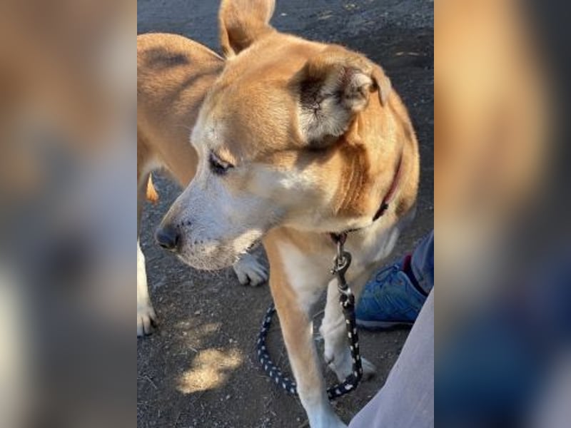 Nala - liebe sanfte Hündin