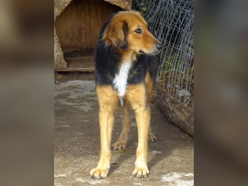 Foureira - bezauberndes Hundemädchen sucht ihre Familie