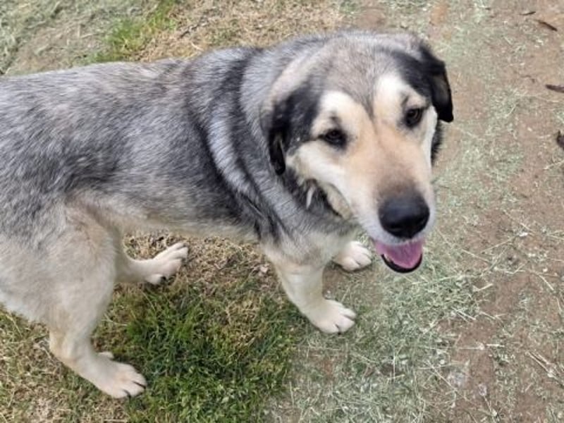Herzenshund Martina sucht Ihre Menschen