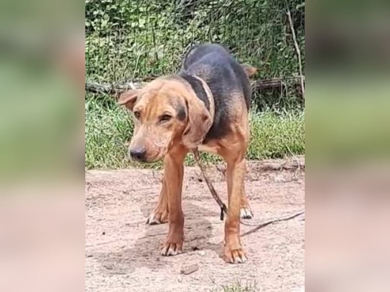 Kitsos - lieber Rüde sucht sein Glück