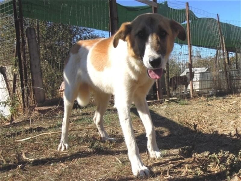 Emma - freundliche Hündin sucht ihre Familie