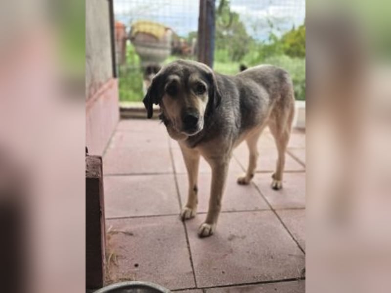 Herzenshund Martina sucht Ihre Menschen