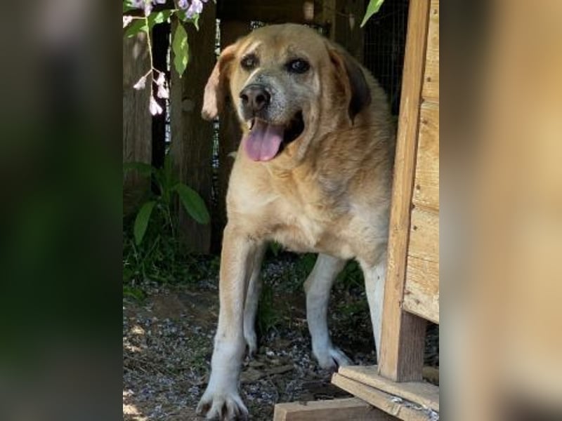 Freundlicher Kleon sucht einen warmen Seniorenplatz