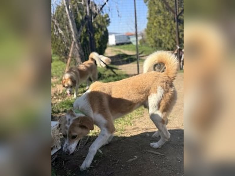 Freundlicher Frankie sucht seine Familie