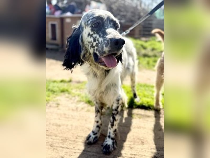 Matteo - feiner junger Setter-Mix