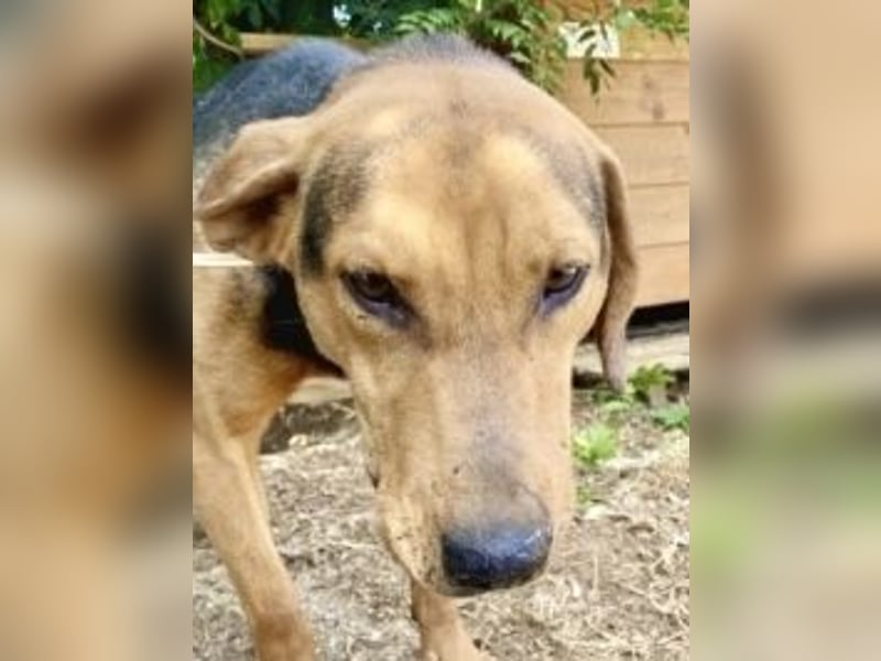 Kitsos - liebevoller Rüde sucht sein Glück