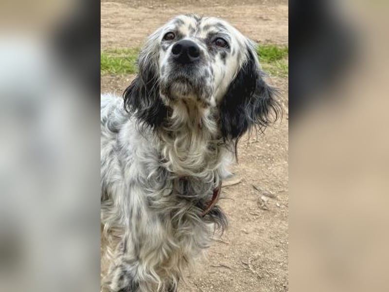 Elvira - treue Settermix Hündin sucht dich