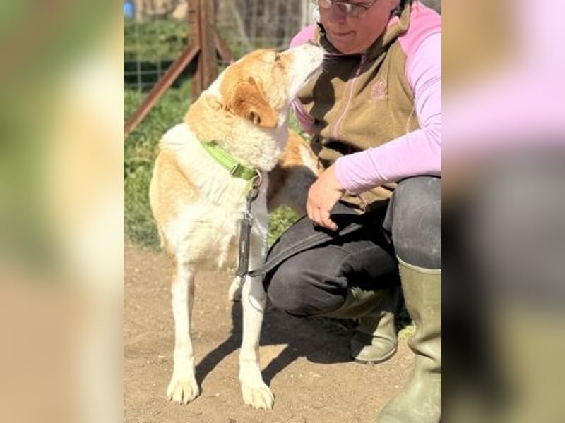 Freundlicher Frankie sucht seine Familie