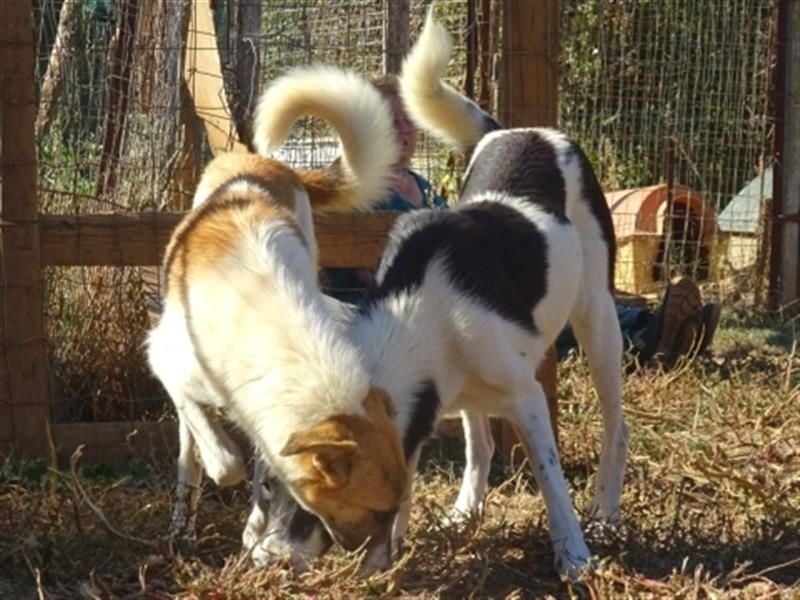 Emma - freundliche Hündin sucht ihre Familie