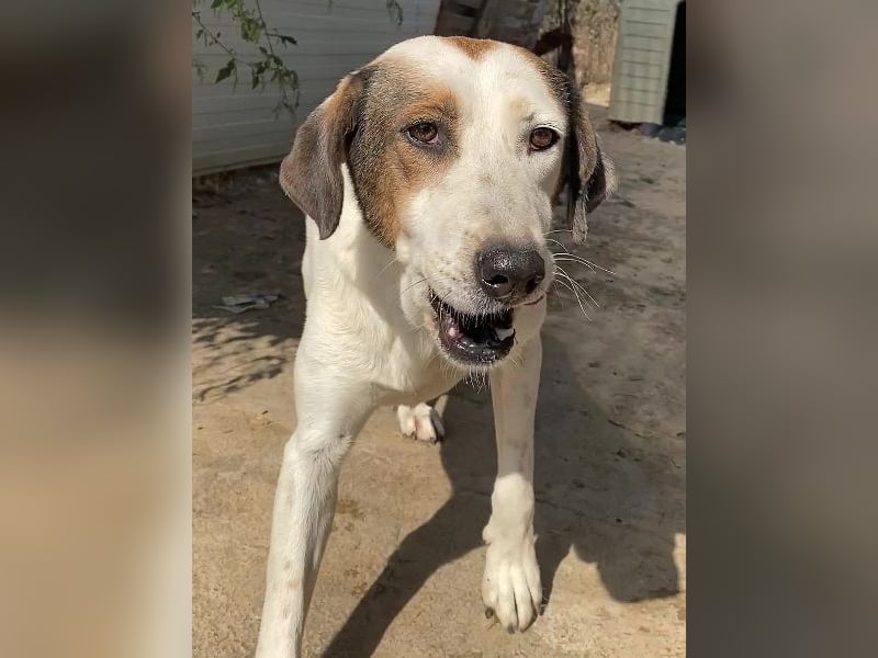 Alaska - ruhiges, verträgliches Hundemädchen