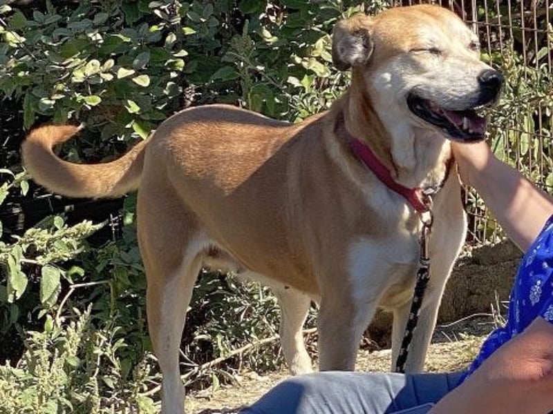 Nala - liebe sanfte Hündin