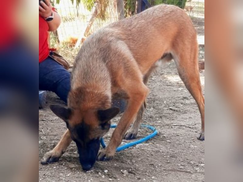 Zorro - liebevoller, menschenbezogener Rüde sucht Zuhause
