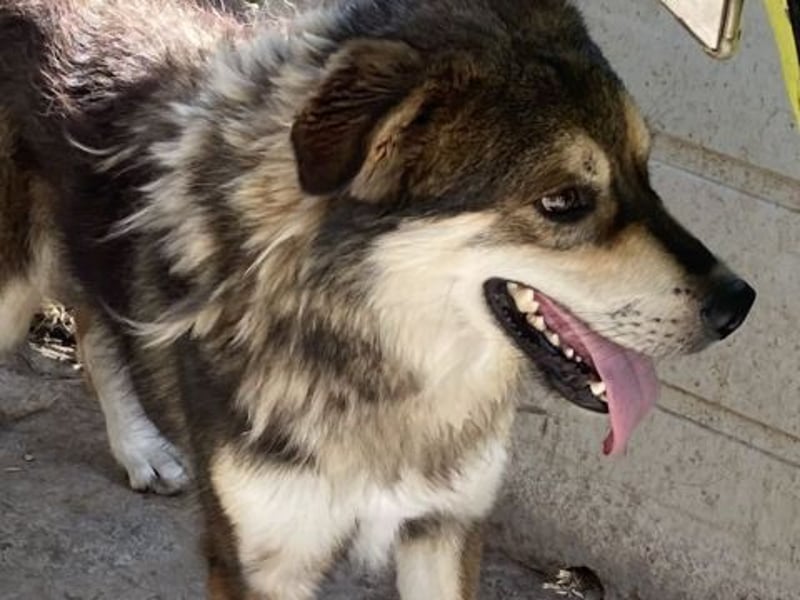 Kyros - ein Herz auf 4 Pfoten