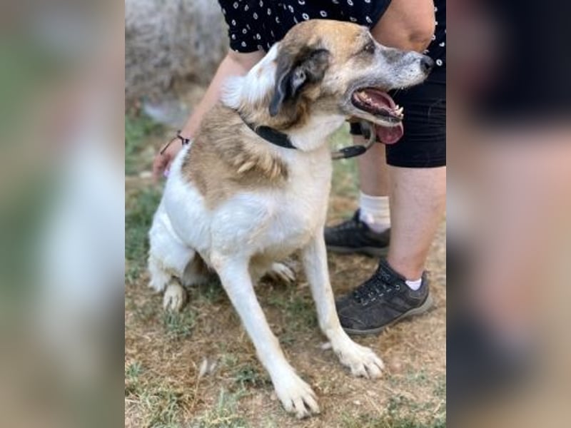 Freundliche Ira sucht Seniorenplatz