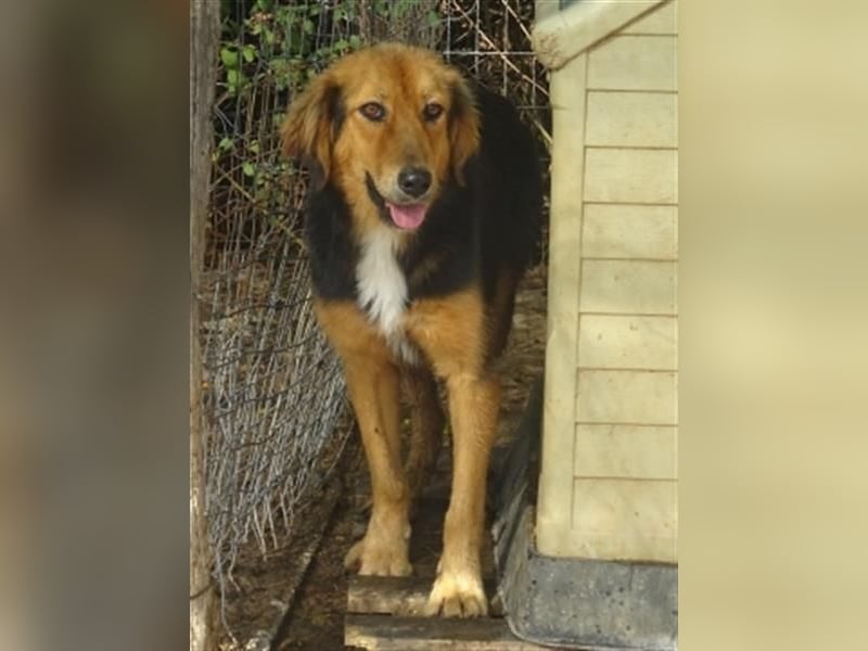 Foureira - bezauberndes Hundemädchen sucht ihre Familie