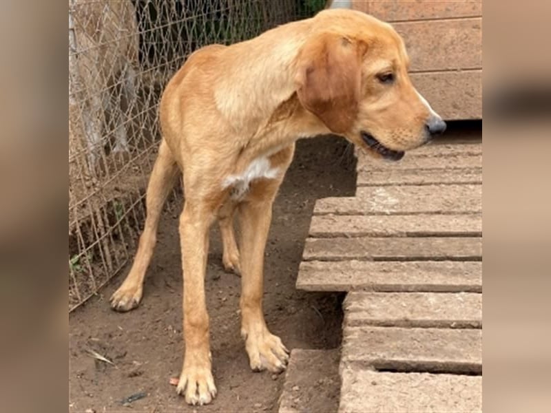 Herzensbrecher Loki sucht Familienanschluss