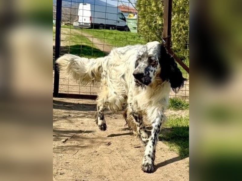 Matteo - feiner junger Setter-Mix