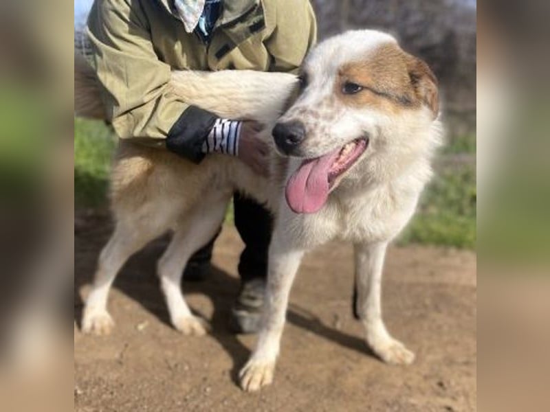 Freundlicher CLIFF - ein Herz auf 4 Pfoten