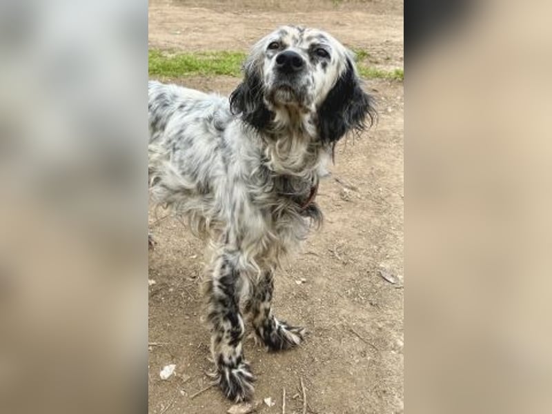 Elvira - treue Settermix Hündin sucht dich