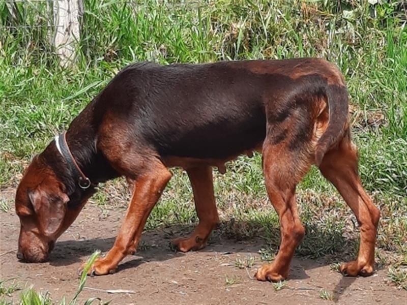 Sanfte Lizoula - Herzenshund mit trauriger Vergangenheit sucht warmes Plätzchen