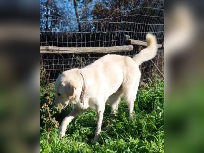 Freundlicher Manthos auf Familiensuche
