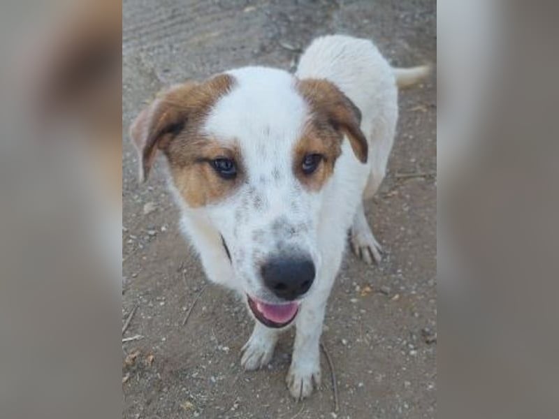 Freundlicher CLIFF - ein Herz auf 4 Pfoten