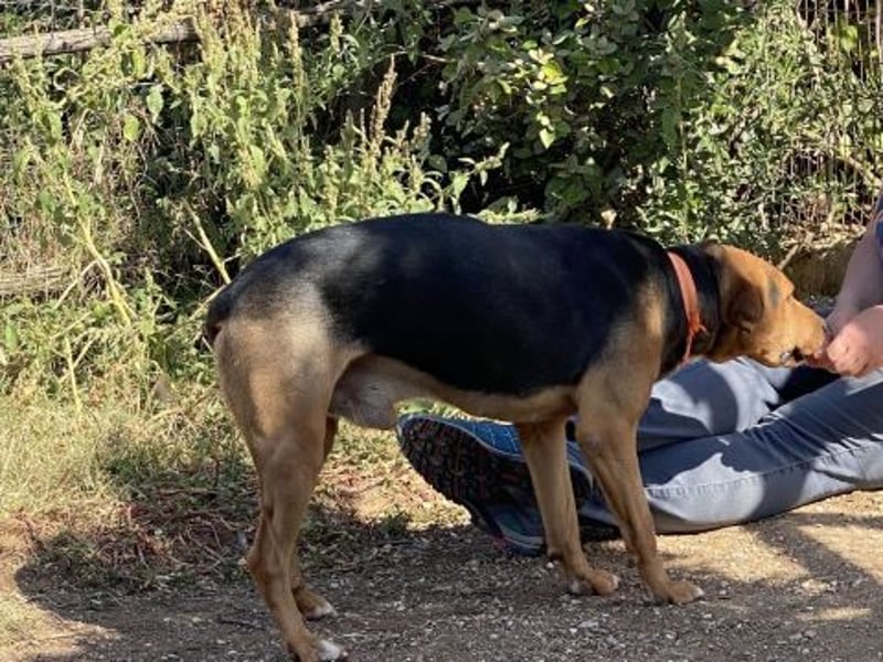 Kitsos - lieber Rüde sucht sein Glück