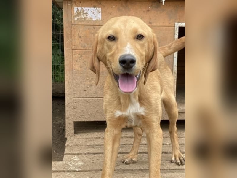 Herzensbrecher Loki sucht Familienanschluss