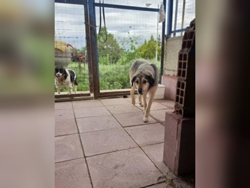 Herzenshund Martina sucht Ihre Menschen