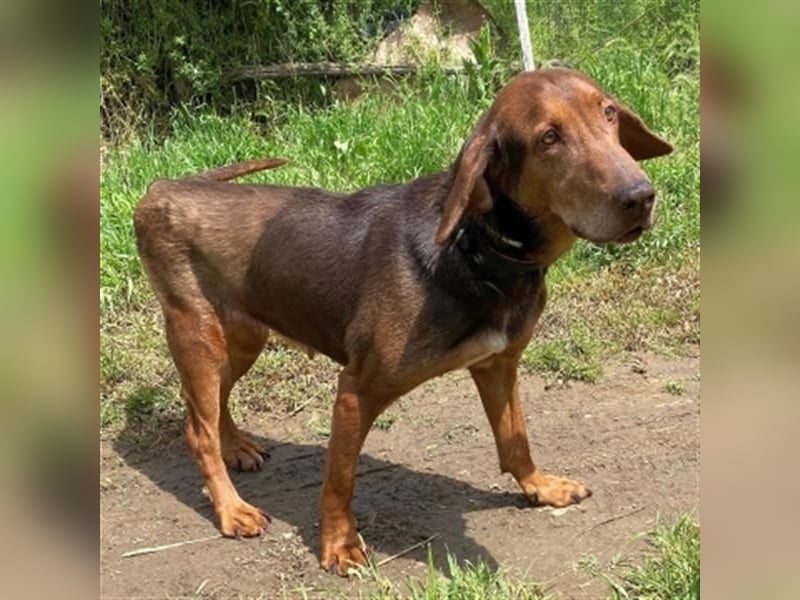 Sanfte Lizoula - Herzenshund mit trauriger Vergangenheit sucht warmes Plätzchen