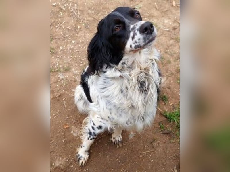 Serafina- schmusige Setter-Mix-Hündin liebt Mensch und Tier