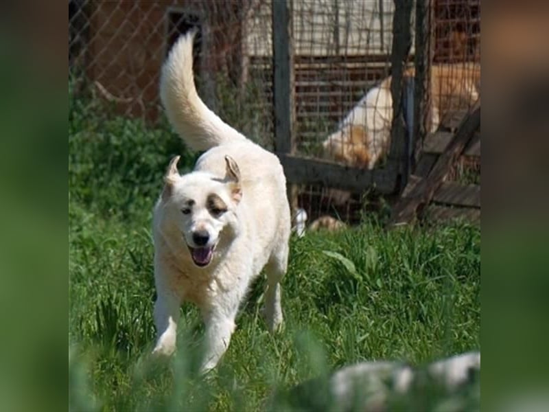 Aroma - eine sanfte Seele wartet auf ihr Glück