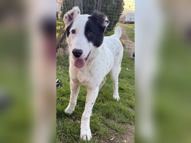 Herzenshund Scooby Doo sucht liebevolles Zuhause