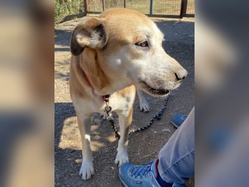 Nala - liebe sanfte Hündin