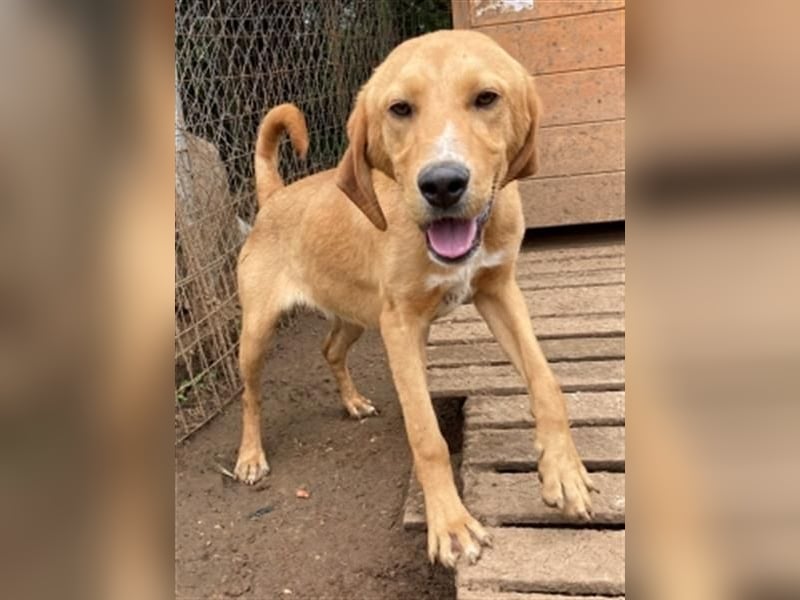 Herzensbrecher Loki sucht Familienanschluss