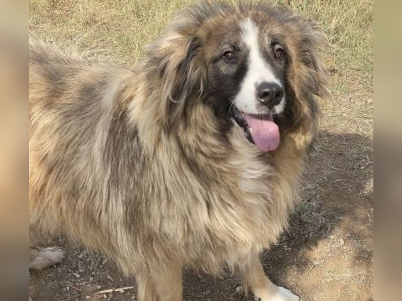 Panagos sucht Zuhause mit Arbeitsauftrag