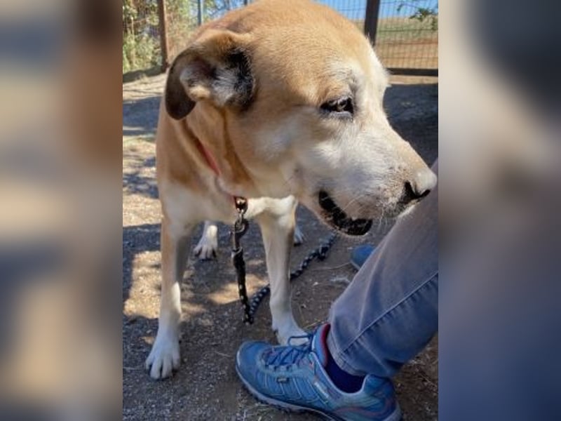 Nala - liebe sanfte Hündin