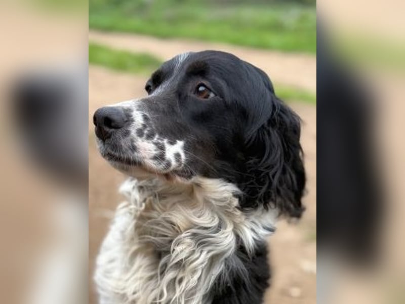 Serafina- schmusige Setter-Mix-Hündin liebt Mensch und Tier