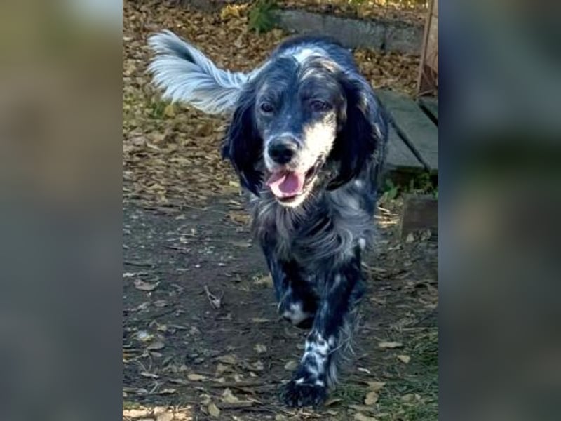 Ernesto - freundlicher Setter sucht sicheres Zuhause