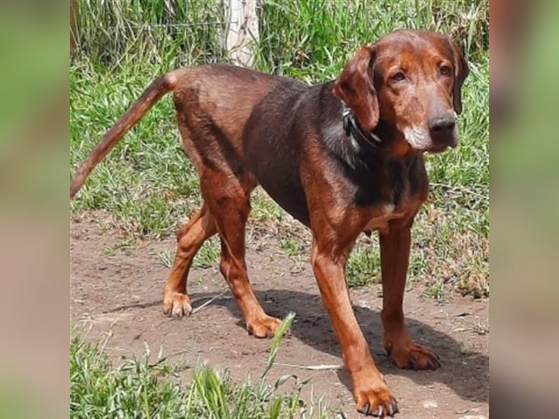 Sanfte Lizoula - Herzenshund mit trauriger Vergangenheit sucht warmes Plätzchen