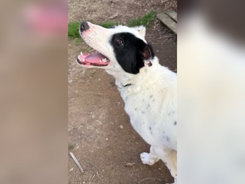 Herzenshund Scooby Doo sucht liebevolles Zuhause