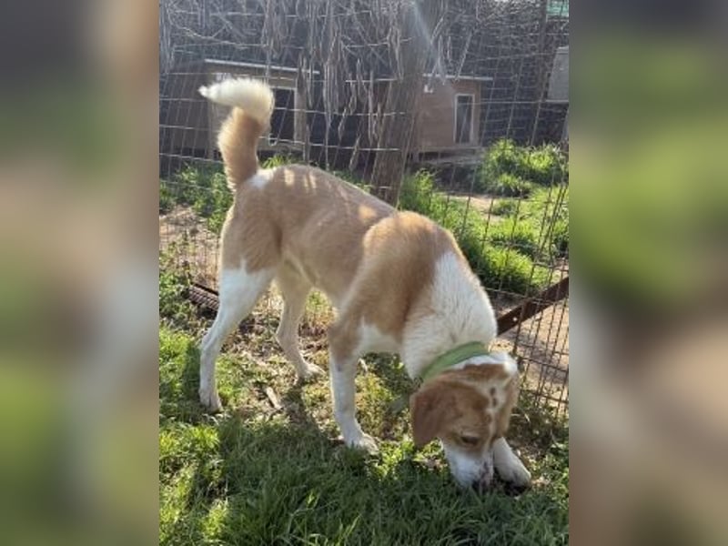 Freundlicher Frankie sucht seine Familie