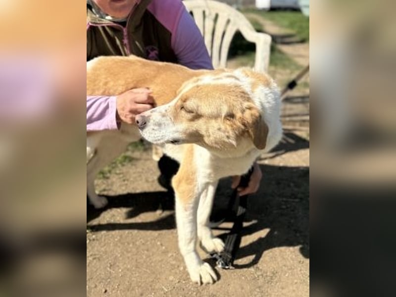 Freundlicher Frankie sucht seine Familie