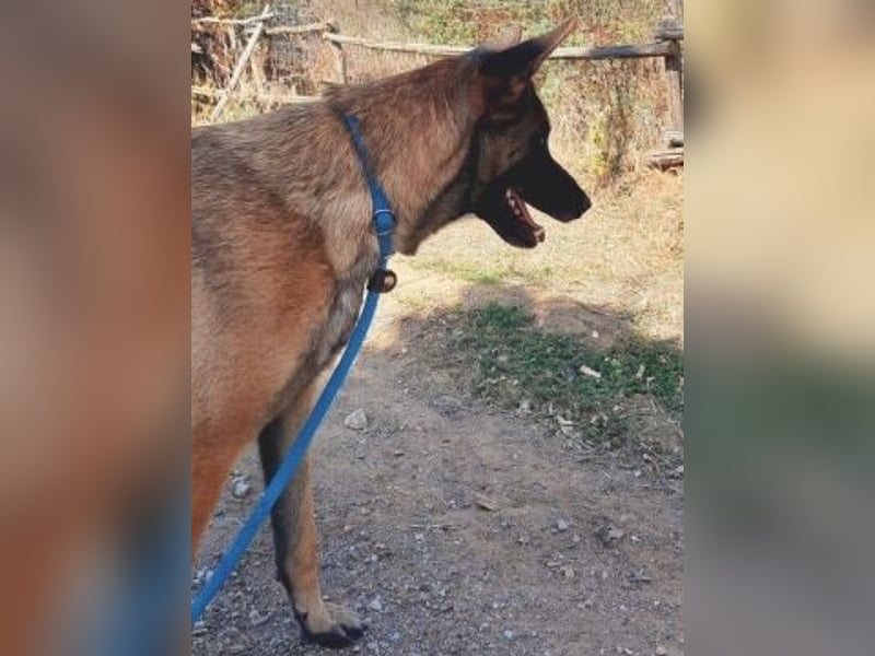 Zorro - menschenbezogener Rüde sucht sein Zuhause