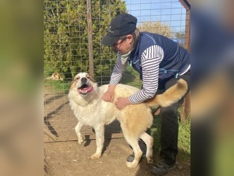 Freundlicher CLIFF - ein Herz auf 4 Pfoten