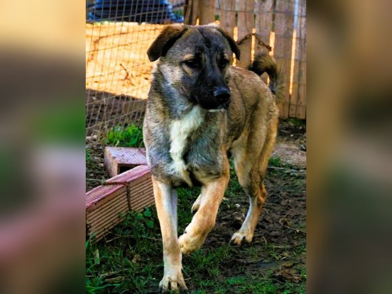 Freundliche Kyra sucht ihr Glück