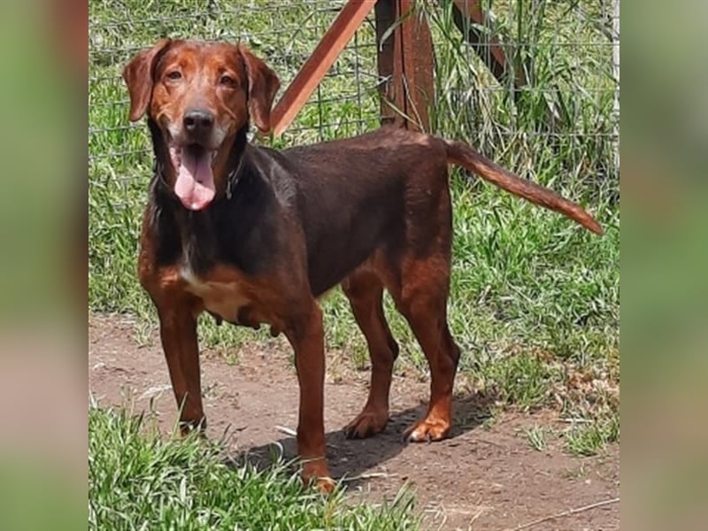 Sanfte Lizoula - Herzenshund mit trauriger Vergangenheit sucht warmes Plätzchen