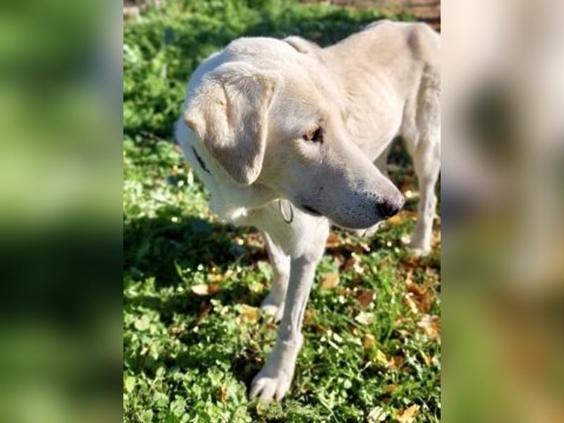 Freundlicher Manthos auf Familiensuche